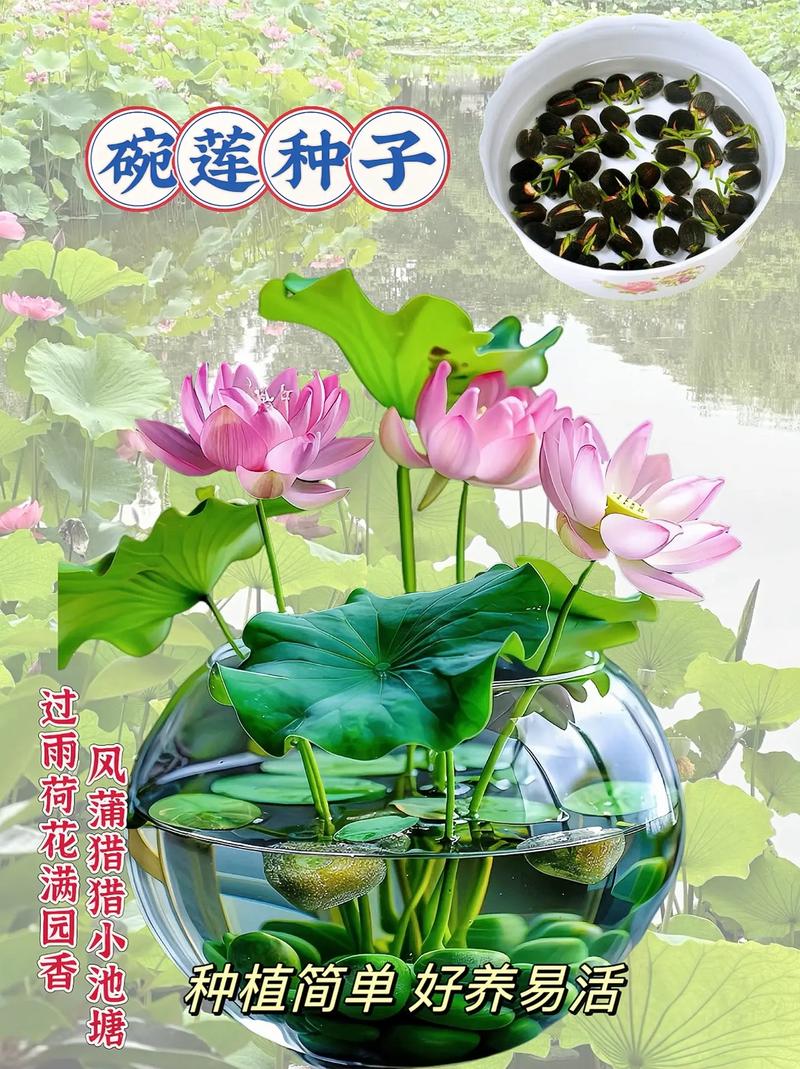荷花夏天怎么养？荷花夏天怎么养护？-第6张图片-优品飞百科