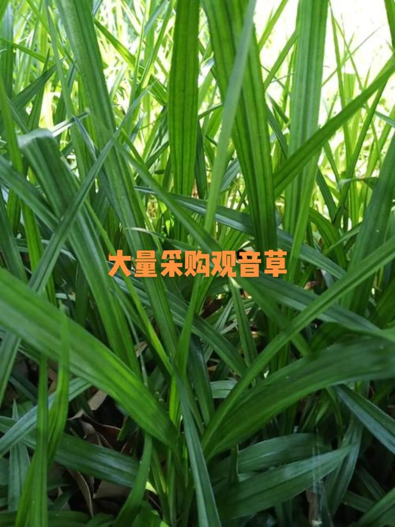 吉祥草的繁殖方法，吉祥草的花期有多长？