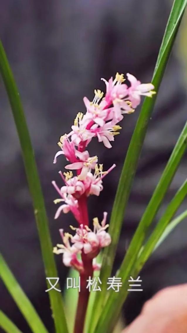 吉祥草的繁殖方法，吉祥草的花期有多长？-第2张图片-优品飞百科