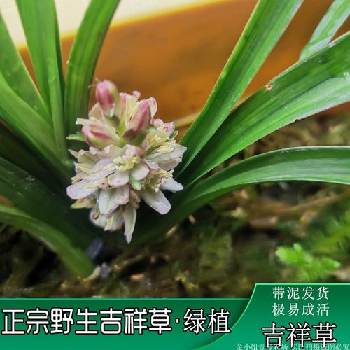 吉祥草的繁殖方法，吉祥草的花期有多长？-第3张图片-优品飞百科