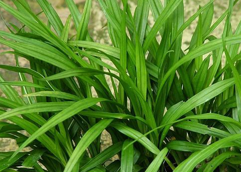 吉祥草的繁殖方法，吉祥草的花期有多长？-第4张图片-优品飞百科