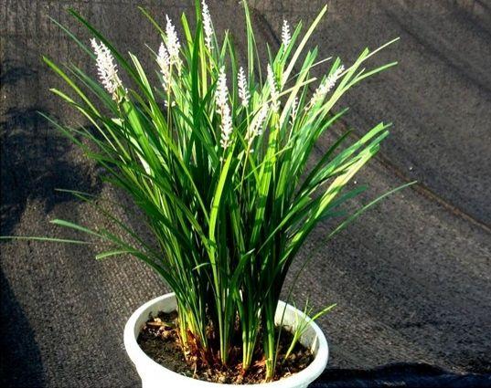 吉祥草的繁殖方法，吉祥草的花期有多长？-第5张图片-优品飞百科