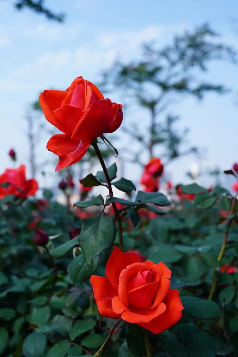 如何使冬红在圣诞开花,怎样让冬红果开花?-第4张图片-优品飞百科 如何使冬红在圣诞开花,怎样让冬红果开花?-第4张图片-优品飞百科