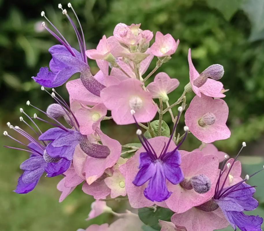 如何使冬红在圣诞开花,怎样让冬红果开花?-第6张图片-优品飞百科 如何使冬红在圣诞开花,怎样让冬红果开花?-第6张图片-优品飞百科