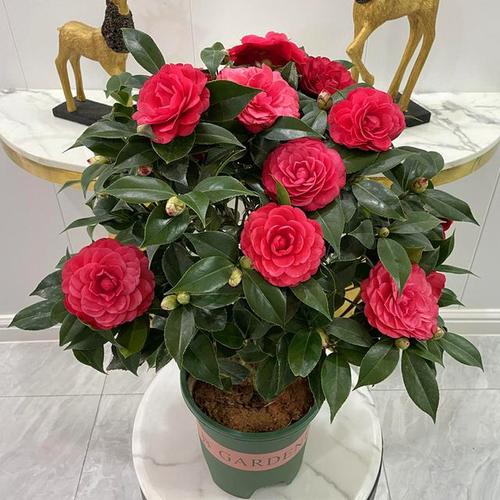 如何使冬红在圣诞开花,怎样让冬红果开花?-第7张图片-优品飞百科 如何使冬红在圣诞开花,怎样让冬红果开花?-第7张图片-优品飞百科