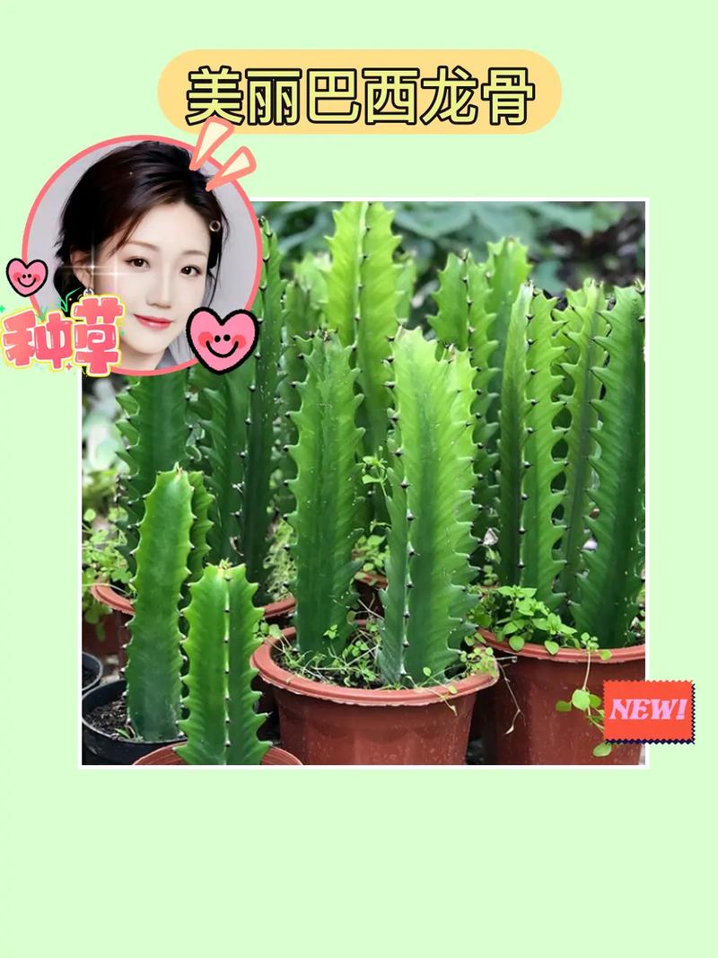 仙人掌如何浇水，仙人掌如何浇水不烂根