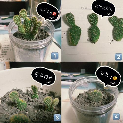 仙人掌如何浇水，仙人掌如何浇水不烂根-第2张图片-优品飞百科