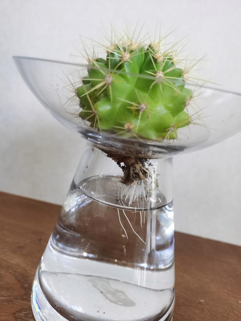 仙人掌如何浇水，仙人掌如何浇水不烂根-第4张图片-优品飞百科