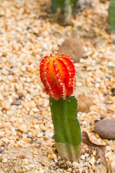 仙人掌如何浇水，仙人掌如何浇水不烂根-第5张图片-优品飞百科