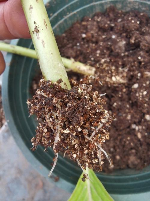 小木槿扦插方法和注意事项，小木槿花如何扦插