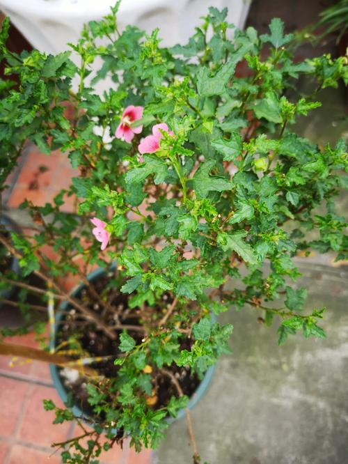 小木槿扦插方法和注意事项,小木槿花如何扦插-第2张图片-优品飞百科 小木槿扦插方法和注意事项,小木槿花如何扦插-第2张图片-优品飞百科