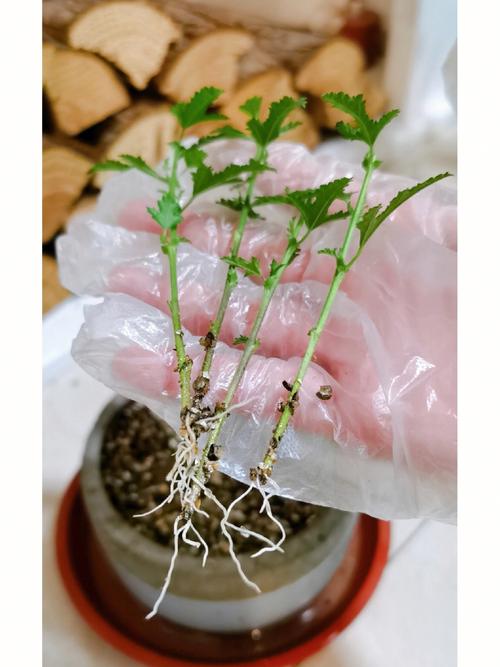 小木槿扦插方法和注意事项,小木槿花如何扦插-第3张图片-优品飞百科 小木槿扦插方法和注意事项,小木槿花如何扦插-第3张图片-优品飞百科