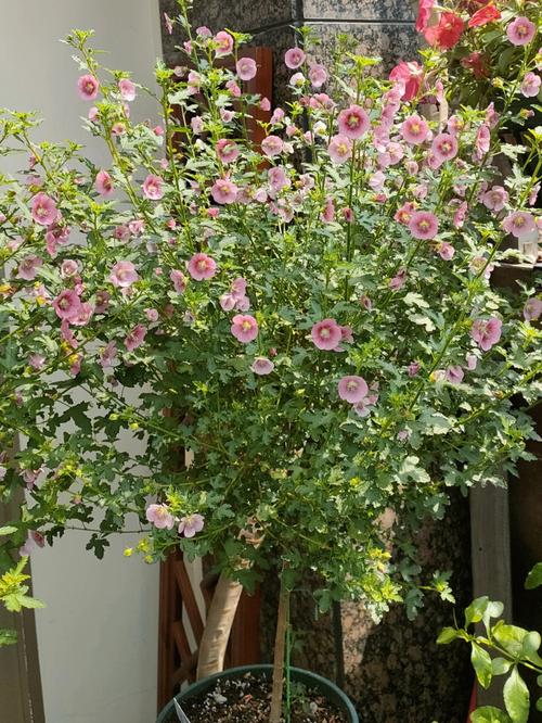 小木槿扦插方法和注意事项,小木槿花如何扦插-第4张图片-优品飞百科 小木槿扦插方法和注意事项,小木槿花如何扦插-第4张图片-优品飞百科