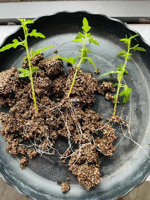 小木槿扦插方法和注意事项,小木槿花如何扦插-第5张图片-优品飞百科 小木槿扦插方法和注意事项,小木槿花如何扦插-第5张图片-优品飞百科