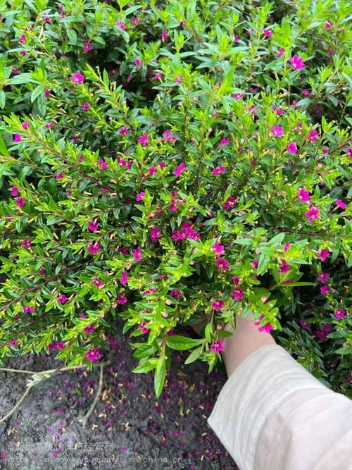 红花满天星盆栽怎么养，红花满天星盆栽怎么养好看-第2张图片-优品飞百科