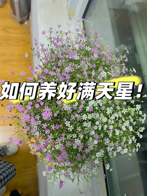 红花满天星盆栽怎么养，红花满天星盆栽怎么养好看-第3张图片-优品飞百科