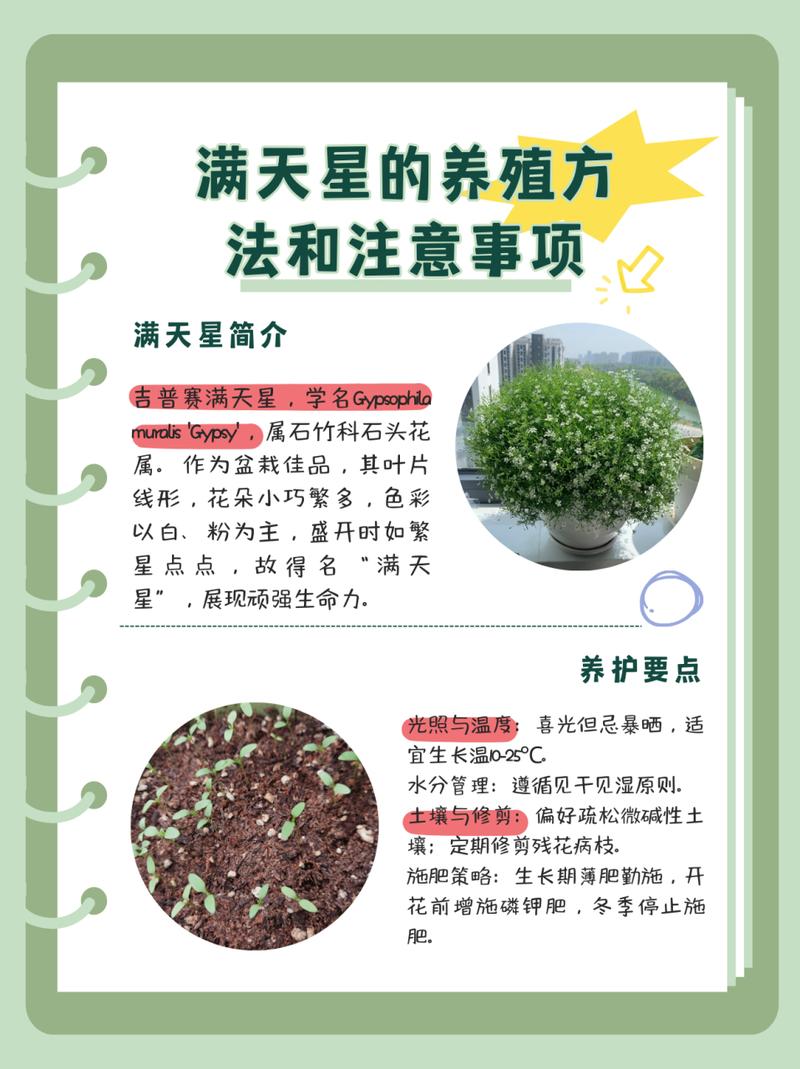 红花满天星盆栽怎么养，红花满天星盆栽怎么养好看-第4张图片-优品飞百科