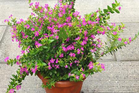 红花满天星盆栽怎么养，红花满天星盆栽怎么养好看-第5张图片-优品飞百科