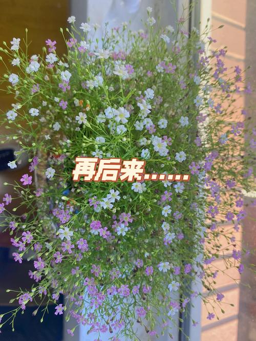 红花满天星盆栽怎么养，红花满天星盆栽怎么养好看-第6张图片-优品飞百科