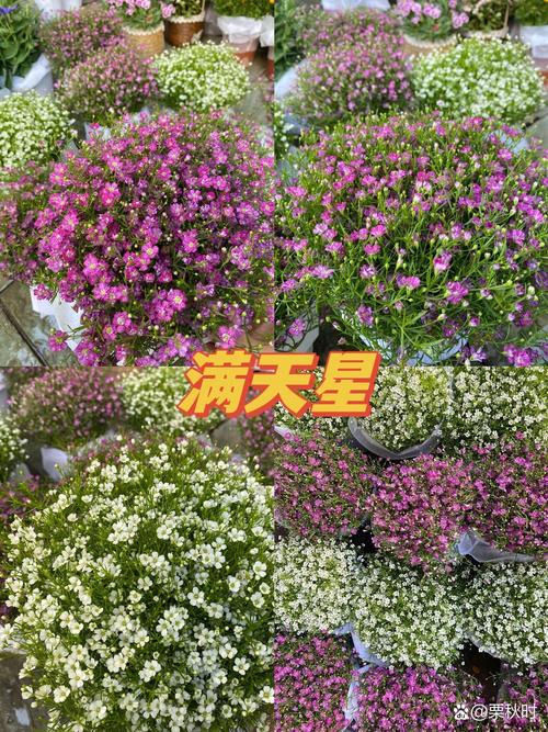 红花满天星盆栽怎么养，红花满天星盆栽怎么养好看-第7张图片-优品飞百科