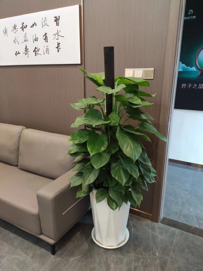 大叶绿萝为什么要柱子，为什么绿萝柱的叶子那么大