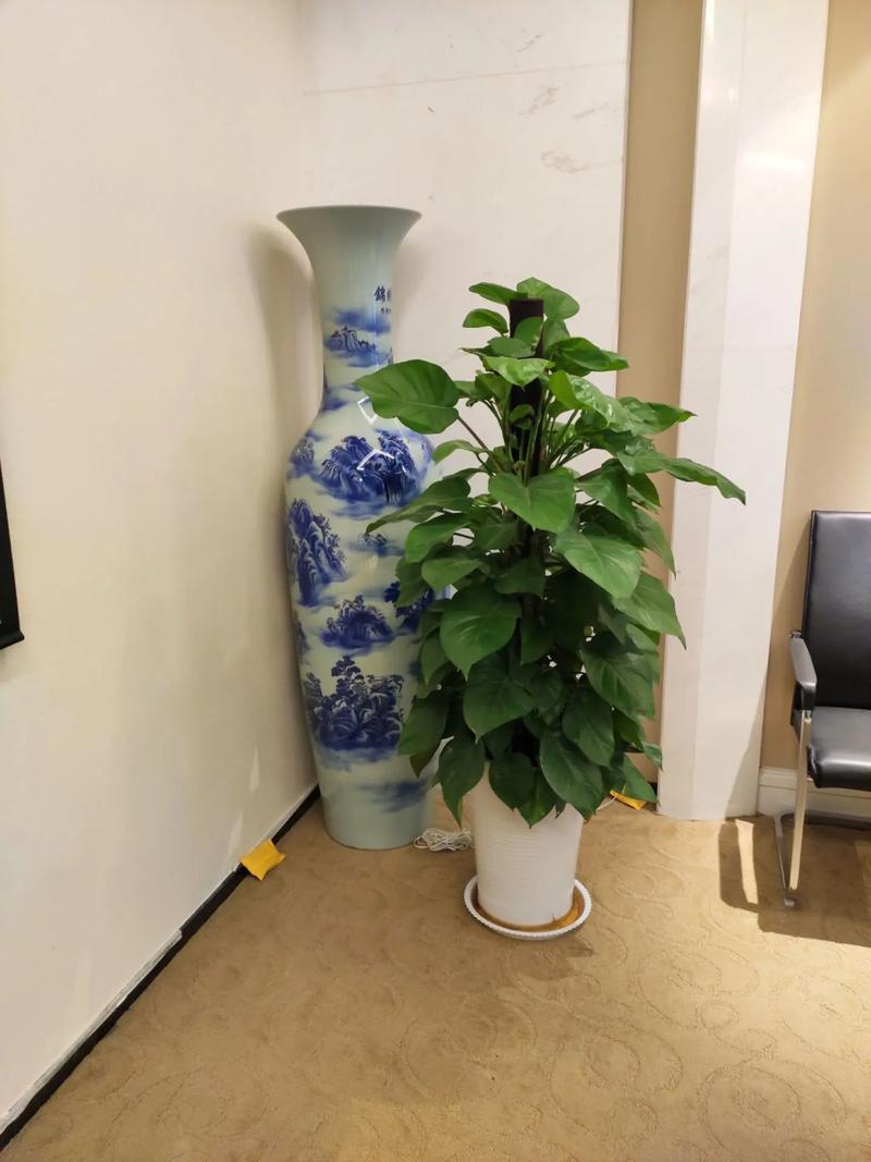 大叶绿萝为什么要柱子，为什么绿萝柱的叶子那么大-第2张图片-优品飞百科