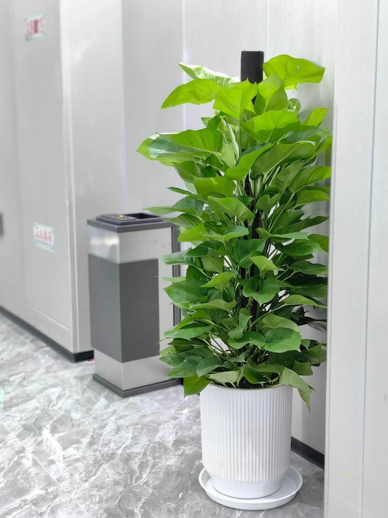 大叶绿萝为什么要柱子，为什么绿萝柱的叶子那么大-第3张图片-优品飞百科