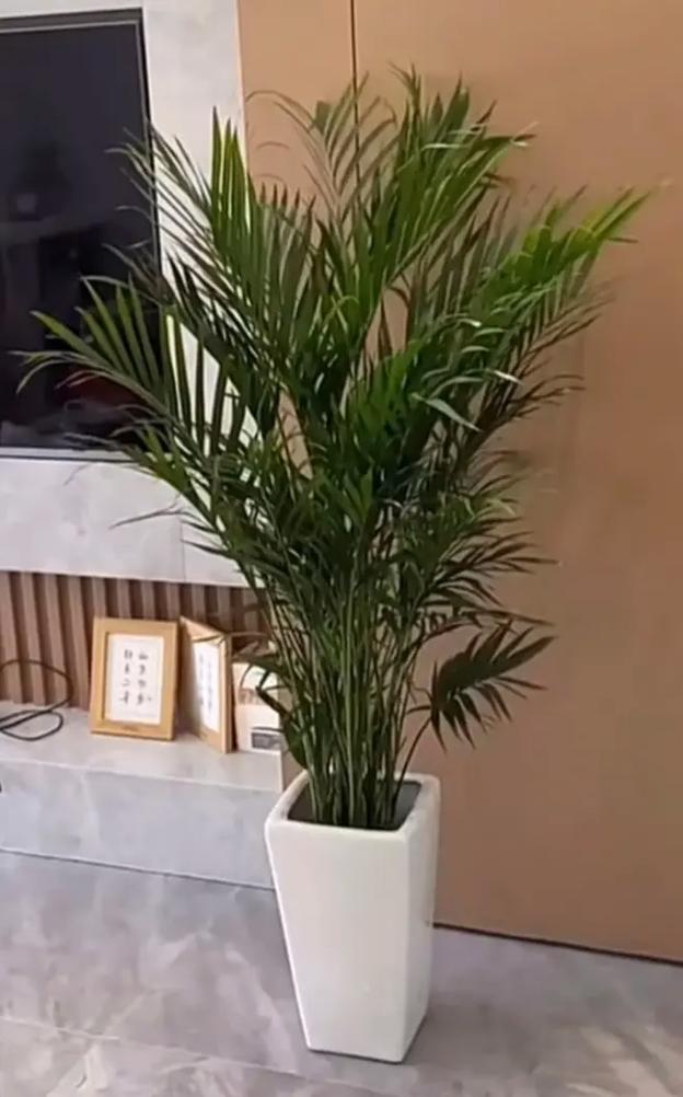 大叶绿萝为什么要柱子，为什么绿萝柱的叶子那么大-第4张图片-优品飞百科