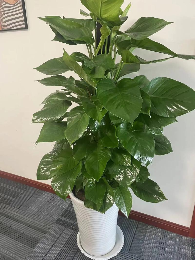 大叶绿萝为什么要柱子，为什么绿萝柱的叶子那么大-第5张图片-优品飞百科