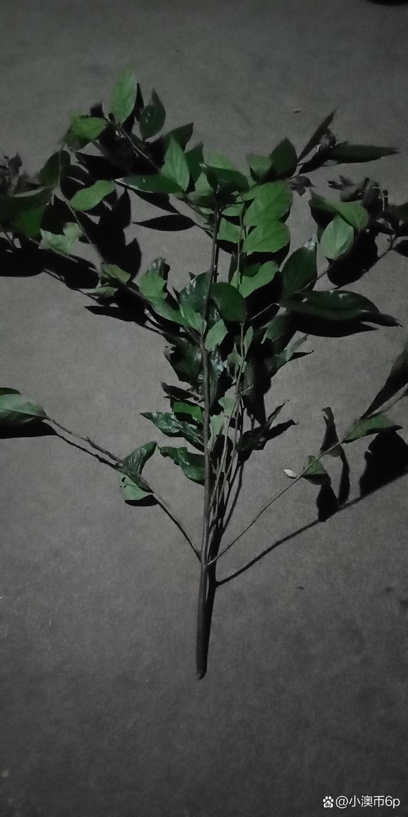 大叶绿萝为什么要柱子，为什么绿萝柱的叶子那么大-第6张图片-优品飞百科