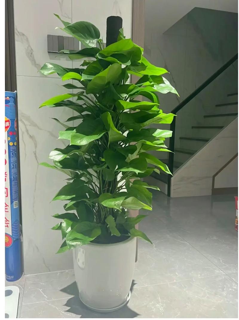 大叶绿萝为什么要柱子，为什么绿萝柱的叶子那么大-第7张图片-优品飞百科