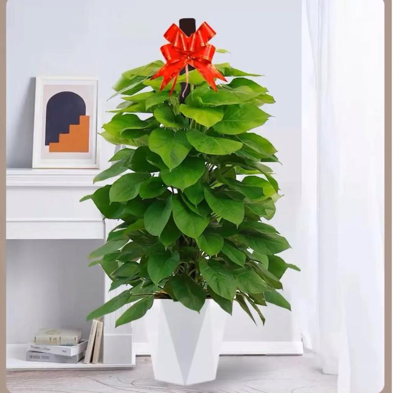 大叶绿萝为什么要柱子，为什么绿萝柱的叶子那么大-第8张图片-优品飞百科