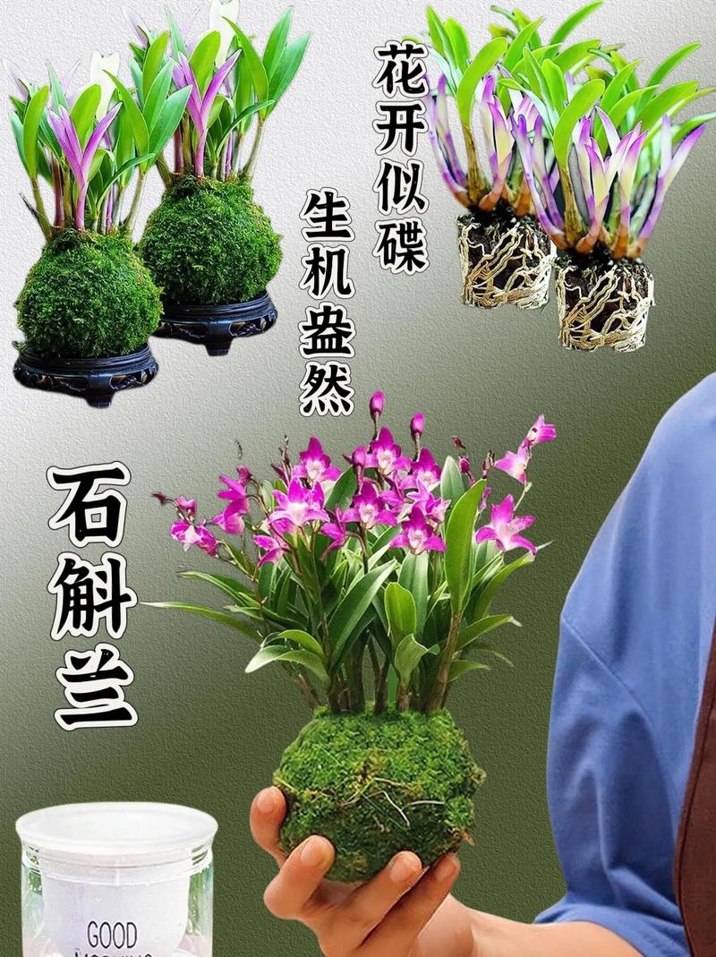 蝴蝶石斛的繁殖方法，石斛蝴蝶兰怎样养殖？