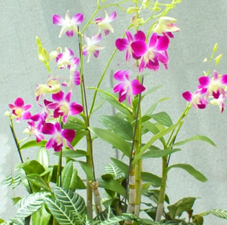 蝴蝶石斛的繁殖方法，石斛蝴蝶兰怎样养殖？-第3张图片-优品飞百科