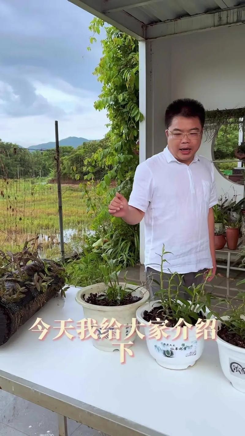 蝴蝶石斛的繁殖方法，石斛蝴蝶兰怎样养殖？-第4张图片-优品飞百科