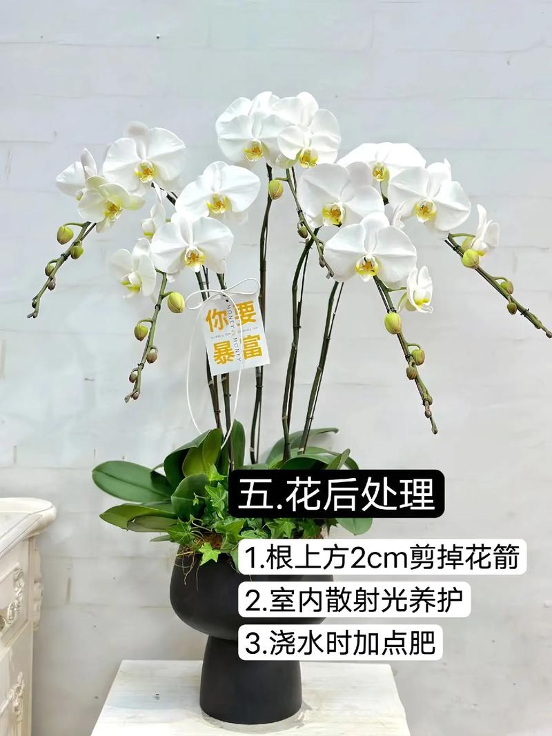 蝴蝶石斛的繁殖方法，石斛蝴蝶兰怎样养殖？-第5张图片-优品飞百科