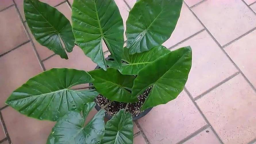 滴水观音砍头教程，滴水观音断头还能活吗