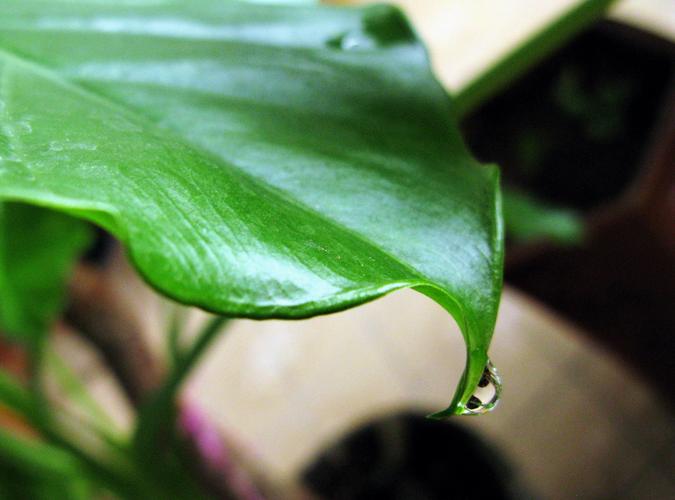 滴水观音砍头教程，滴水观音断头还能活吗-第2张图片-优品飞百科