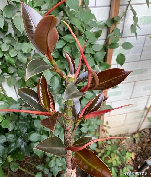 滴水观音砍头教程，滴水观音断头还能活吗-第3张图片-优品飞百科