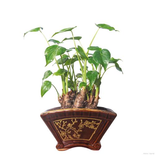 滴水观音砍头教程，滴水观音断头还能活吗-第4张图片-优品飞百科