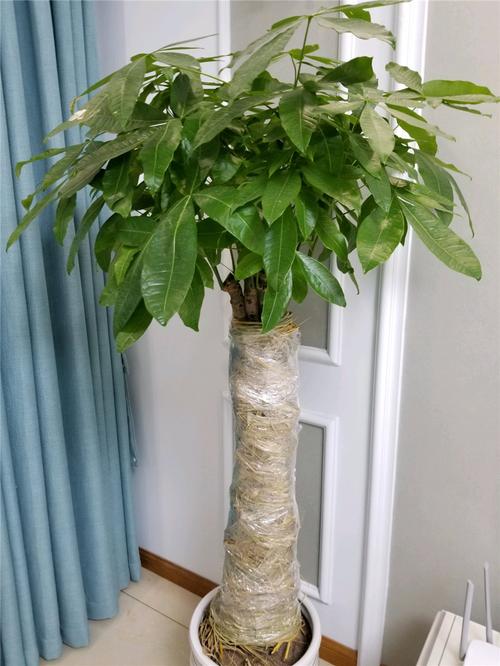 发财树怎么过冬,发财树怎么过冬养护冬-第2张图片-优品飞百科 发财树怎么过冬,发财树怎么过冬养护冬-第2张图片-优品飞百科