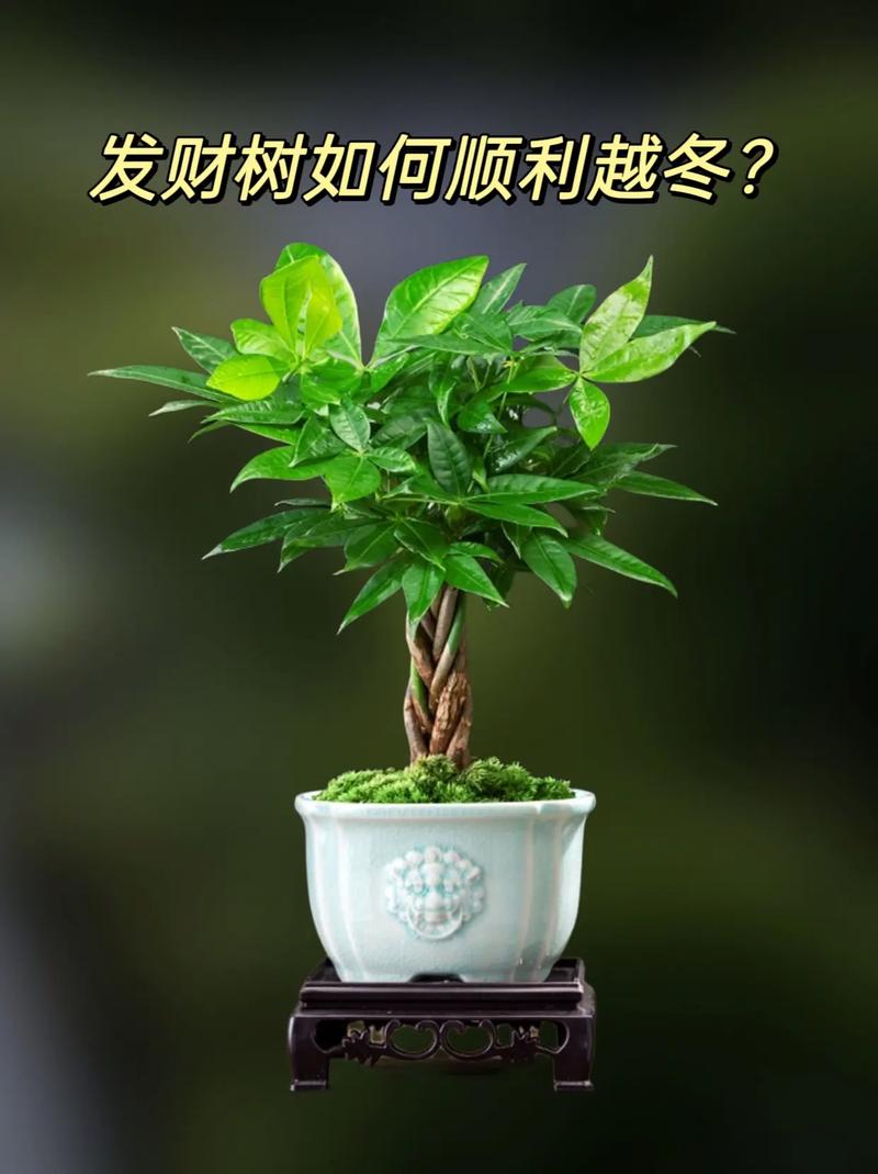 发财树怎么过冬,发财树怎么过冬养护冬-第3张图片-优品飞百科 发财树怎么过冬,发财树怎么过冬养护冬-第3张图片-优品飞百科