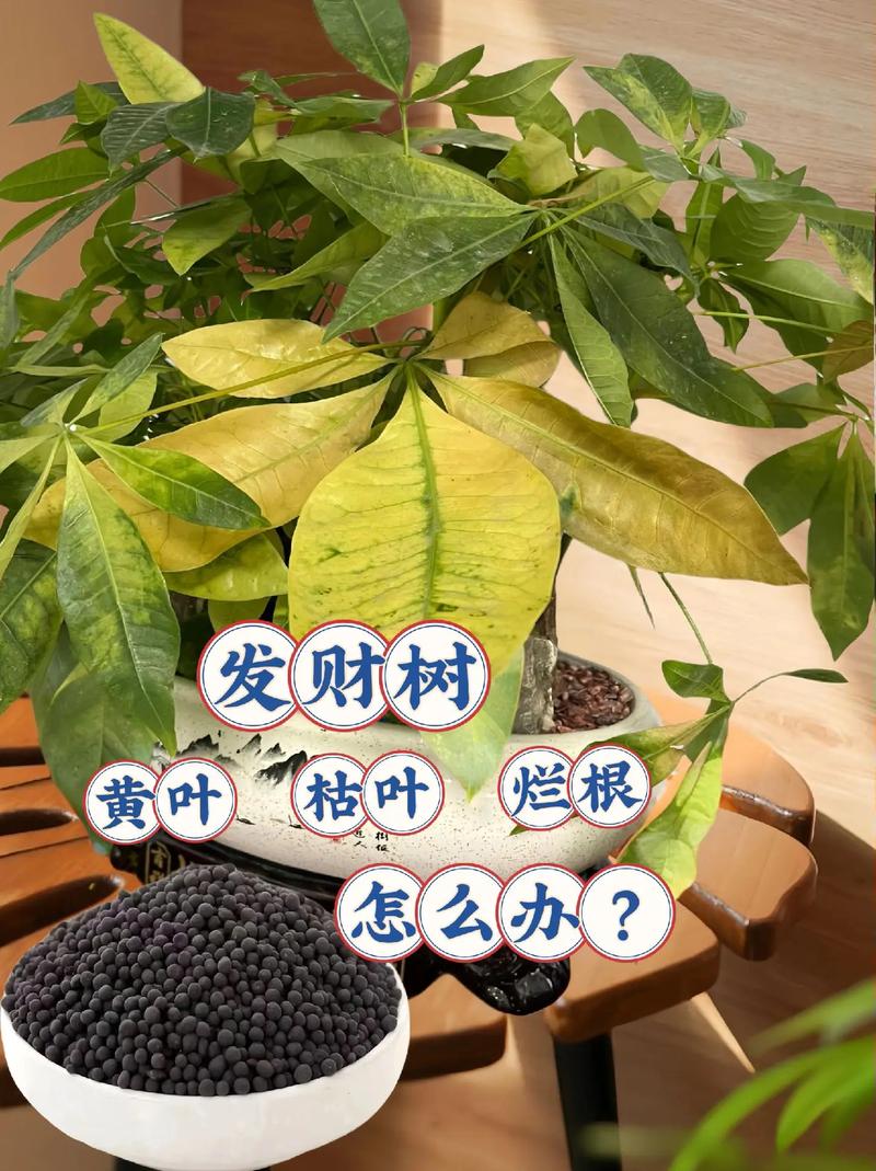 发财树怎么过冬,发财树怎么过冬养护冬-第4张图片-优品飞百科 发财树怎么过冬,发财树怎么过冬养护冬-第4张图片-优品飞百科