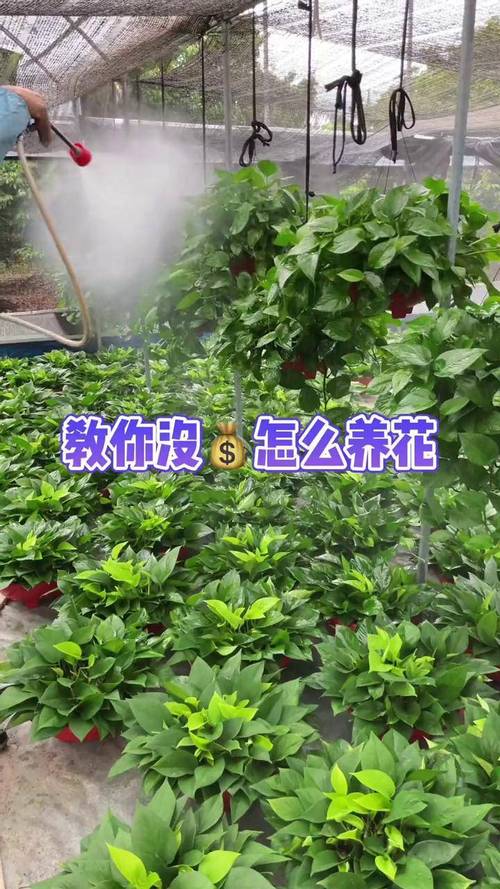 绿植夏天能施肥吗?绿植夏天能施肥吗?-第2张图片-优品飞百科 绿植夏天能施肥吗?绿植夏天能施肥吗?-第2张图片-优品飞百科