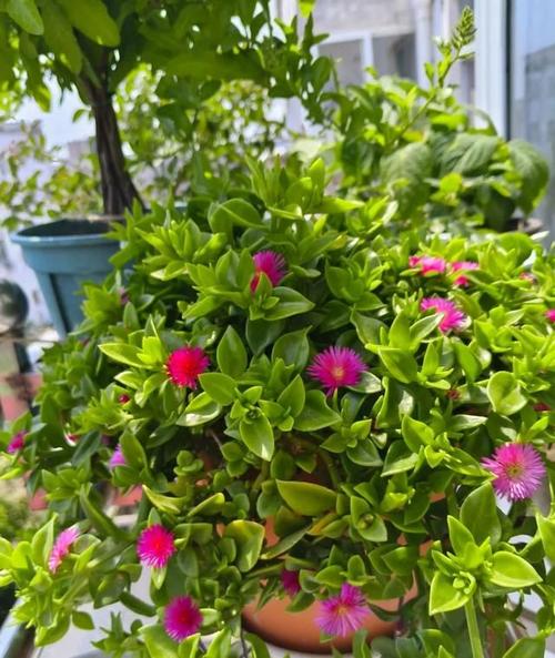 绿植夏天能施肥吗?绿植夏天能施肥吗?-第3张图片-优品飞百科 绿植夏天能施肥吗?绿植夏天能施肥吗?-第3张图片-优品飞百科