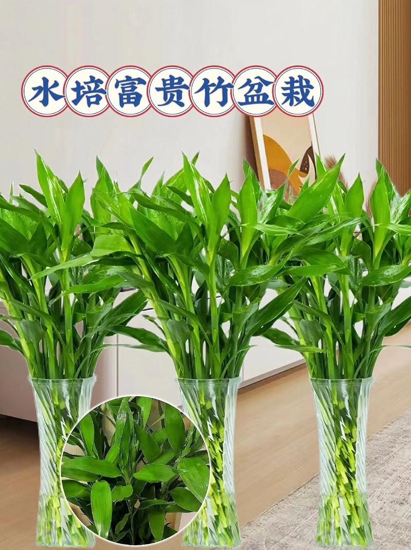 水培富贵竹怎么养，水培富贵竹怎么养才不会黄叶？