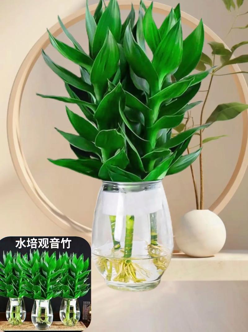 水培富贵竹怎么养，水培富贵竹怎么养才不会黄叶？-第3张图片-优品飞百科