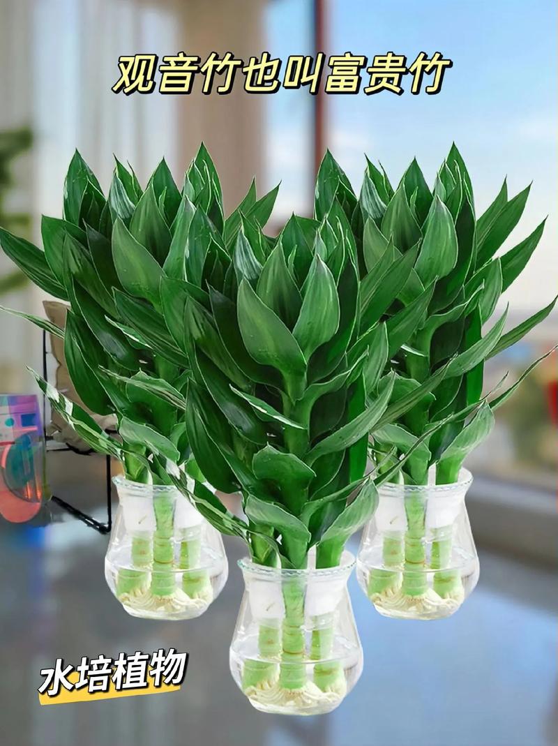 水培富贵竹怎么养，水培富贵竹怎么养才不会黄叶？-第4张图片-优品飞百科