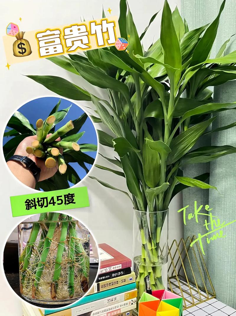 水培富贵竹怎么养，水培富贵竹怎么养才不会黄叶？-第5张图片-优品飞百科