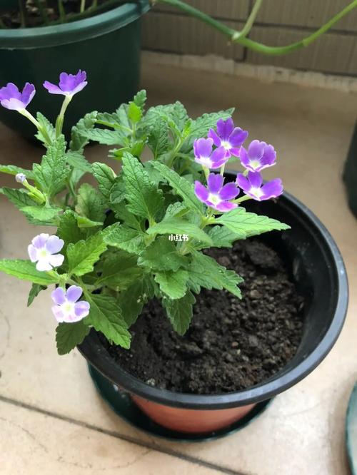 细叶美女樱的繁殖方法，细叶美女樱的扦插方法